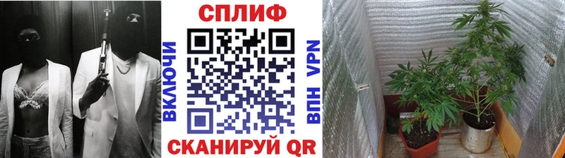 Конопля индика Злынка